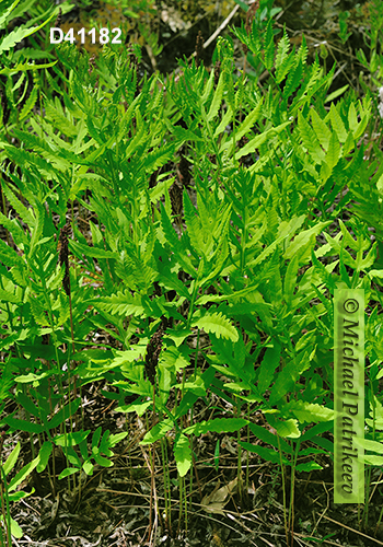 Sensitive Fern (Onoclea sensibilis)